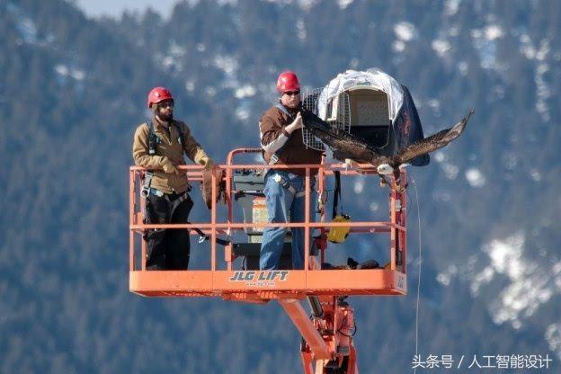讓老鷹告訴你如何避免風力發(fā)電機遇鳥擊「中電聯(lián)課程」